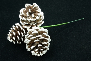 Natural Pine Cone With White Tips, Pick x 3 (Lot of 1 Bag - 12 Picks Per Bag) SALE ITEM